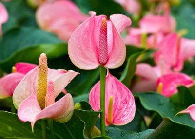 Anthurium