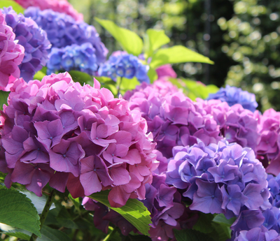 Hydrangea